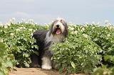 BEARDED COLLIE 023